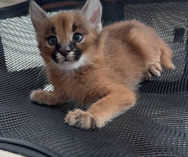 Ninhada excepcional de gatinhos Serval e Savannah caracal