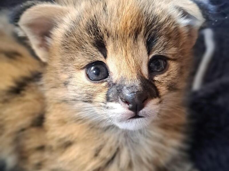 Ninhada excepcional de gatinhos Serval e Savannah caracal