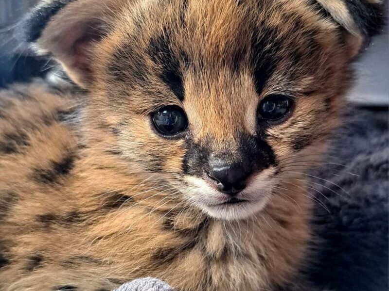 Ninhada excepcional de gatinhos Serval e Savannah caracal